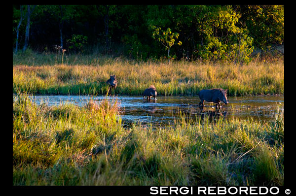 Algunos warthog cruzando un rio cerca del campamento Khwai River Lodge de Orient Express en Botswana, en el interior de la Reserva Salvaje de Caza Moremi.    El Warthog o Warthog común es un salvaje miembro de la familia de cerdos que vive en pastizales, sabanas y bosques en el África Sub-Sahariana. En el pasado se trata comúnmente como una subespecie de P. aethiopicus, pero hoy ese nombre científico se restringe al Warthog Desierto del norte de Kenia, Somalia y el este de Etiopía.  El nombre común viene de las cuatro protuberancias grandes, como verrugas que se encuentran en la cabeza del jabalí, que sirven como una reserva de grasa y que se utilizan para la defensa cuando los varones luchan. Gente de habla afrikáans llaman el animal "vlakvark", que significa "cerdo de la llanura". Subespecie. Nolan Warthog - Burkina Faso, Costa de Marfil, República Democrática del Congo, Etiopía, Ghana, Guinea-Bissau, Chad, Mauritania, Nigeria, Senegal, Sudán. Cretzschmar Warthog Eritrea, 1828 - Eritrea, Etiopia, Djibouti, Somalia. Centroafricana Warthog Lnnberg, 1908 - Kenia, Tanzania. Sur Warthog Lnnberg, 1908 - Botswana, Namibia, Sudáfrica, Zimbabwe Descripción. El Warthog es de tamaño medio, como especie suid salvajes. La cabeza y los rangos de longitud de cuerpo de tamaño 0,9 a 1,5 m de longitud y altura de los hombros es de 63,5 a 85 cm. Las mujeres, en 45 a 75 kg, suelen ser un poco más pequeño y más ligero que los hombres, de 60 a 150 kg. Un warthog es identificable por los dos pares de colmillos que sobresalen de la boca y la curva hacia arriba. El par inferior, que es mucho más corto que el par superior, se convierte en gran nitidez por el roce contra el par superior cada vez que la boca se abre y cierra. Los dientes caninos superiores pueden llegar a 25,5 cm de largo y son de forma circular aplastada en la sección transversal, casi rectangular, que es cerca de 4.5 cm de profundidad y 2,5 cm de ancho. Un colmillo tendrá una curva de 90 grados o más desde la raíz, y no se acueste sobre una mesa, ya que las curvas un poco hacia atrás a medida que crece. Los colmillos son utilizados para la excavación, para el combate con otros cerdos, y en la defensa contra los depredadores - el conjunto inferior pueden infligir heridas graves.  Marfil Warthog se toma de los dientes caninos en constante crecimiento. Los colmillos, más a menudo el conjunto superior, se trabajó mucho en la forma de colmillos de elefante con todos los diseños en tamaño reducido. Los colmillos están talladas sobre todo para la industria del turismo en el este y sur de África. El jefe del jabalí es grande, con una melena que baja de la columna vertebral a la mitad de la espalda. Escaso cabello cubre el cuerpo. El color es generalmente negro o marrón. Las colas son largas y terminan con un mechón de pelo. Jabalíes comunes no tienen grasa subcutánea y el escudo es escasa, que los hace susceptibles a las temperaturas ambientales extremas. Ecología. La alimentación en sus rodillas. El jabalí es la única especie de cerdo que se ha adaptado al pastoreo y de los hábitats de sabana. Su dieta es omnívora, compuesta por hierbas, raíces, bayas y otros frutos, cortezas, hongos, insectos, huevos y carroña. La dieta es estacionalmente variable, dependiendo de la disponibilidad de los diferentes alimentos. Durante la estación húmeda jabalíes pastan en los pastos perennes cortas. Durante la estación seca que subsisten con bulbos, rizomas y raíces nutritivas. Jabalíes son buscadores poderosos, utilizando tanto el hocico y las patas. Si bien la alimentación, a menudo se doblan las patas delanteras hacia atrás y se mueven alrededor de las muñecas. Almohadillas callosas que protegen las muñecas durante tal movimiento de forma muy temprano en el desarrollo del feto. Aunque pueden cavar sus propias madrigueras, que comúnmente ocupan madrigueras abandonadas de osos hormigueros y otros animales. El jabalí invierte habitualmente en las madrigueras, con la cabeza hacia la apertura y listo para estallar en caso necesario. Jabalíes se revuelcan en el barro para hacer frente a las altas temperaturas y se apiñan juntos para hacer frente a las bajas temperaturas. Aunque es capaz de luchar contra la primera defensa del jabalí es huir a través de carreras de velocidad rápida. Principales depredadores del jabalí son los seres humanos, leones, leopardos, cocodrilos y hienas. Guepardos también son capaces de capturar jabalíes hasta de su propio peso y rapaces como el águila de Verreaux búhos y águilas marciales a veces se aprovechan de los lechones. Sin embargo, si un jabalí hembra tiene ningún lechones que los defenderá de forma agresiva. Jabalíes pueden infligir heridas mortales en los depredadores, como leones formidables, con batallas a veces terminando con los leones de sangrado a la muerte. Se han observado Warthogs permitiendo mangostas bandas que les prepare para eliminar las garrapatas. 