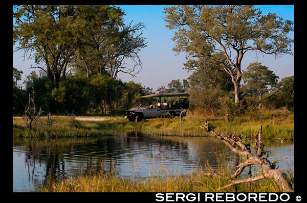 Típic paisatge inundat del Delta de l'Okavango prop del campament Khwai River Lodge d'Orient Express a Botswana, a l'interior de la Reserva Salvatge de Caça Moremi. Sens dubte, el Delta de l'Okavango, és l'excepció que confirma totes les regles. Aquesta zona pantanosa és l'única de tot el món que no desemboca al mar, sinó que està instal · lada al mig del desert del Kalahari. Ocupa al voltant de 15.000 quilòmetres quadrats al nord de Botswana i acull una de les reserves naturals més riques i impressionants d'Àfrica. Amb aquestes característiques tan peculiars ja es pot imaginar que aquí podrà veure, en viu i en directe, la flora i la fauna més insòlita i fascinant del continent. Prepareu-vos per conèixer l'Àfrica en el seu estat més pur. L'hàbitat natural del delta està format per una gran diversitat d'espècies animals i vegetals, destacant una gran varietat de peixos i aus de tots els colors, entre les que destaca l'àguila Marcial. Els avistadotes d'aus no donaran abast ... Amagats pel delta, també podem trobar: hipopòtams, cocodrils, impales, zebres, elefants, búfals, senglars .... Però un dels principals atractius d'aquesta zona és que es poden contemplar els 5 grans mamífers, els famosos big five: el lleó, la pantera, l'elefant, el rinoceront i el búfal. Es diu que els lleons que hi habiten, són els únics nedadors. Han estat capaços d'adaptar-se als canvi del nivell de l'aigua per sobreviure caçant antílops i Impala i no morir de fam. Hi ha diferents maneres de conèixer el delta, l'elecció dependrà dels seus gustos i preferències. Es pot recórrer en safaris a peu, en llanxa o en mokoro. Potser la manera més especial de fer-ho és amb els mokoros, una mena de canoes de fusta utilitzades pels habitants de la zona per desplaçar-se pels canals. Solen tenir capacitat per a dues persones, i les condueixen manualment. En ser un transport silenciós, li permetrà acostar més als animals del lloc. La millor època per visitar el delta va en funció del que es vulgui observar. L'època de pluges del delta d'Okavango és entre novembre i abril. És el millor moment per observar aus i l'espectacle explosiu de la vegetació en cada racó. Per contra, si el que es busca és l'observació d'animals grans, el millor període és entre maig i octubre, quan les aigües baixen i aquests es concentren al voltant de l'aigua i és més fàcil trobar-los. Independentment, de quan es visiti el delta de l'Okavango, no s'han de perdre, per res del món, un dels seus albes i veure com les aigües ballen confoses amb la boira. Tampoc us oblideu de la posta de sol, la llum africana és insuperable.