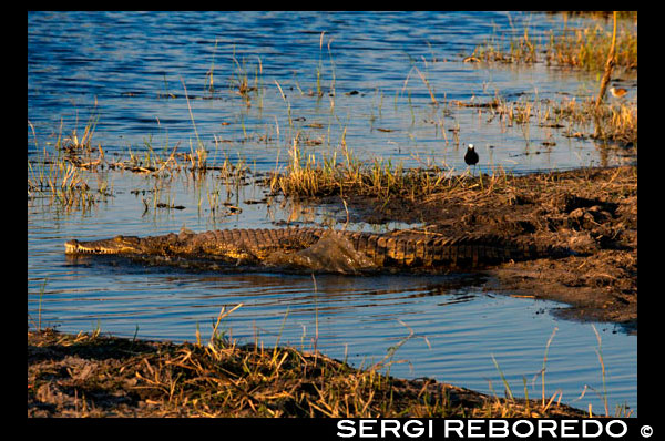 A crocodile is submerged in water near Camp Khwai River Lodge by Orient Express in Botswana, within the Moremi Game Reserve Wild. The Nile crocodile (Crocodylus niloticus) is a species of sauropoda crocodilio Crocodylidae family. It is one of three species of crocodiles that live in Africa and the second largest in the world, [citation needed] as it can reach 6 m long and weigh up to 730 kg, although their average sizes are 5 meters and 225 kg. He has been both hated and revered by man, especially in Ancient Egypt where crocodiles were mummified and worshiped them. The ancient Egyptians worshiped Sobek, a god-crocodile associated with fertility, protection, and power of the pharaoh. The relationship of the Egyptians with Sobek was ambivalent: sometimes hunted crocodiles, and reviled the god, and sometimes he was seen as the protector of the pharaoh and source of their power. Sobek was depicted as a crocodile or alligator-headed man with Atef crown. The main place of worship was in a city of the Middle Kingdom, Shedet, in the oasis of El-Fayum, in Arabic al-Fayyum, a place that was known to the Greeks under the name of "Cocodrilópolis" or the Ptolemaic Arsinoe. Another important temple dedicated to Sobek is in Kom Ombo. According to Herodotus, V century a. C., some Egyptians had crocodiles as pets. In the Sobek temple pond in Arsinoe lived a sacred crocodile, which was fed, covered with jewelry, and worshiped. When the crocodiles died were embalmed, mummified, placed in coffins and buried in sacred tomb. Mummified crocodiles have been found in Egyptian tombs, including stuffed crocodile eggs. In ancient Egypt it was used magic to appease the crocodiles. Even in modern times, fishermen Nubians stuffed crocodiles lay on the threshold of the door to prevent evil. The crocodile is sometimes also associated with Seth, the god of evil.