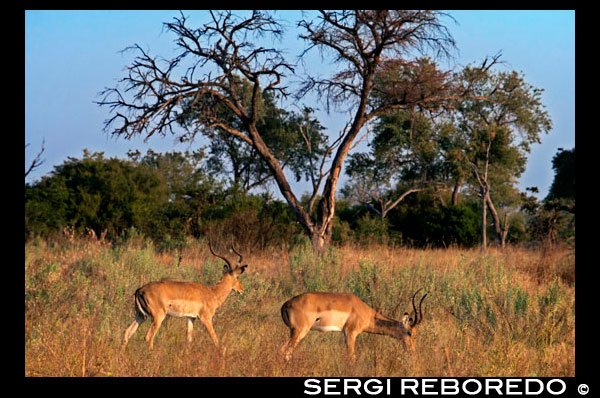 Dos gacelas de Grant pastan y se alimentan cerca del campamento Khwai River Lodge de Orient Express en Botswana, en el interior de la Reserva Salvaje de Caza Moremi.    La gacela de Grant (Nanger granti) es una especie de mamífero artiodáctilo de la familia Bovidae oriunda de África Oriental. De aspecto similar a la gacela de Thomson, es sin embargo, de mayor tamaño, siendo una de las más grandes del género. De color leonado, con máscara facial y vientre claro, sus cuerna es bastante grande, anillada y de color negro, aunque varía de forma según la variedad, y está presente en ambos géneros. La banda negra que cruza el vientre en la Gacela de Thomson es prácticamente ausente en la Gacela de Grant. Sus hábitos son más desérticos que los de otras especies de gacela, aunque no se encuentra en los mismos parámetros que la gacela dama (antílope mhör) o la Gacela de Sömering. Por tanto su organismo es más resistente al calor y la falta de agua. La estructura social de la Gacela de Grant es similar a la de otras especies de ungulados artidácilos de carácter gregario. Las manadas están constutidas por grupos de hembras y sus crías, mientras que los machos, una vez independizados de la unicad familiar, se reúnen en clanes de jóvenes machos hasta que una vez alcanzada la madurez, pueden hacerse solitarios. Durante la época de cría, que coincide con la estación de lluvias, los machos marcan un territorio (harem) en donde defienden a un grupo de hembras de su propiedad frente a otros machos. Aparte del hombre, la Gacela de Grant sufre un alto nivel de predacción por parte de leones, hienas y licaones, aunque el principal enemigo son el guepardo y el leopardo. Ocasionalmente, como recentales, son atacadas por chacales o algunas rapaces com el águila marcial. 