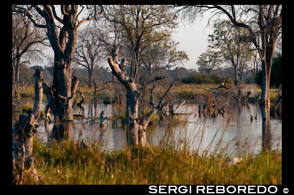 Paisatge inundat en l'època de llvuas al Delta de l'Okavango prop del campament Khwai River Lodge d'Orient Express a Botswana, a l'interior de la Reserva Salvatge de Caça Moremi. Botswana. Tot i no ser ni un parc nacional ni una reserva, al Delta de l'Okavango és Bostwana del que pogués significar l'Kruger per Sud-àfrica o al Serengeti per Tanzània. Cap safari a Bostwana estaria complet sense haver visitat aquesta meravella de la naturalesa. Per la importància que aquesta delta té en tot l'ecosistema del país, té un forat especial. El Delta de l'Okavango cobreix una extensió d'uns 15000 km2 a través d'un laberint de llacunes, canals i illes abans de desaparèixer al sud en les sorres del gran desert del Kalahari, de fet, el delta és conegut com "la joia del Kalahari "al constituir un veritable oasi natural enmig de l'aridesa del territori. Cada tardor, les pluges abundants de les terres altes d'Angola donen vida a aquest ressec paisatge localitzat a més de 1000 km de distància. Aquesta aigua procedent de les pluges descendeix pels turons fins al riu Okavango, que a través dels seus 1430 km de longitud flueix travessant la regió Namíbia de Caprivi abans d'entrar en Bostwana per l'est de Shakawe. És llavors quan més de 18500000000 de metres cúbics d'aigua es dispersen pels plans del paisatge fins arribar al desert. A mesura que les aigües van omplint les polsoses conques el paisatge va cobrant vida transformant-se en un bell mosaic d'exuberants prats, aiguamolls, boscos de miombo, boscos de mopane, illes negades i llacunes obertes dominades per papirs, palmeres i canals serpentejants coberts per milions de nenúfars. En funció de les pluges caigudes a Angola i del nivell de l'aigua, les illes apareixen i desapareixen, així per exemple en el mes de maig, el delta acull a gran nombre d'animals que van a la recerca de les verdes pastures. L'estació de pluges al delta coincideix amb la d'Angola que té lloc entre els mesos d'octubre i abril i que produeix la crescuda del riu Okavango. Aquestes pluges solen ser més intenses al nord del delta i de menor proporció a la zona del sud. A la ciutat meridional de Maun, el contrast de temperatures en els mesos d'hivern és molt notori (entre 6 º i 23 º), no sent gens estranyes les gelades durant les onades de més fred, però, en els mesos d'estiu les temperatures poden superar els 35 º en els mesos més calorosos (octubre). En els mesos de juliol a setembre les pluges són nul · les i pràcticament inexistents al maig i juny, per contra els mesos més plujosos solen ser els que van des de desembre a març. La millor època per visitar aquest bell ecosistema estaria una mica en funció del que es pretengui observar, si el que es busca és poder contemplar els grans mamífers la millor època per ser visitat seria la compresa entre els mesos de maig i octubre ja que és quan el nivell de les aigües baixen i per tant els animals es concentren en els seus voltants, però si el que es pretén és observar l'àmplia avifauna que habita, potser la millor època sigui entre els mesos de novembre i abril que és la temporada de pluges. En qualsevol cas, qualsevol cas es visiti quan es visiti un no pot deixar passar l'oportunitat de fer una passejada en mokoro durant unes hores. Una experiència única que de ben segur marcarà a tot visitant que sàpiga apreciar la naturalesa. Altres llocs d'interès localitzats en les proximitats al delta serien les Cavernes de Gcwihaba (conegudes com les coves de les hienes o Cova de Drotsky) per al que es requereix obtenir permís dels vilatans de Nxainxai i estar equipat amb llanternes i provisions. L'entrada costa uns 5US $ pp i es poden contractar la seva visita des Maun; Pujols Aha que amb més de 700 milions d'anys i 300 mts d'altura es localitzen entre la frontera d'Bostwana i Namíbia. La sensació d'estar aïllat del món en aquest lloc és total, o les famoses Pujols Tsodillo que realment estan constituïdes per 4 turons immerses en centenars de mitologies i llegendes que engloben més de 2750 pintures rupestres d'origen sant.