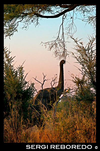 Un elefant estira la seva trompa per menjar-se les branques d'un arbre prop del campament Khwai River Lodge d'Orient Express a Botswana, a l'interior de la Reserva Salvatge de Caça Moremi. Botswana diu que protegirà els elefants. El ministre de Medi Ambient de Botswana anuncia que la caça comercial d'elefants i altres animals salvatges quedarà prohibida a partir del 2014 per evitar que continuï disminuint la població d'aquestes espècies. Avui, vuit mesos després de la inoportuna trencament de maluc i l'escàndol protagonitzat pel rei d'Espanya mentre caçava elefants a Botswana, el ministre de Medi Ambient d'aquest país va declarar a la BBC que "la caça d'animals salvatges per esport o per obtenir trofeus ja no és compatible amb el nostre compromís per preservar la fauna local ". Com recollir en el seu moment Salva la Selva, el Professor Rudi van Aarde, prominent expert en elefants i ecologista, analitza en el seu estudi "Elefants: Fets i faules" que actualment Àfrica té tan sols la meitat dels elefants amb què comptava fa 40 anys. Entre 1970 i 1989 la caça furtiva va reduir el nombre d'elefants a uns 500.000. Concretament a Botswana, hi ha avui dia uns 130.000 elefants. Aquesta xifra suposa un terç menys dels elefants que hi havia a la mateixa Botswana al començament del segle XX. Per la seva banda, el Sr Rann, que va coordinar el safari en què va participar el Rei, defensava la idea que caçant elefants en realitat se'ls fa un bé. Molts mitjans de comunicació de masses van recollir aquesta idea i la van exposar com a argument de les suposades bondats de la cacera d'animals salvatges. "Hi ha massa elefants" repetien uns i altres. El ministre de Botswana desdiu ara amb la seva decisió totes aquestes afirmacions poc rigoroses i que intentaven justificar la fins fa poc intocable figura del rei espanyol. El monarca va admetre públicament que ho sentia molt, que s'havia equivocat i que no es tornaria a repetir. Salva la Selva sosté que la conservació de les espècies és una decisió molt més productiva i encertada que la diversió dels multimilionaris, que poden arribar a pagar fins a $ 30.000 per matar cada elefant. Celebrem la decisió de Botswana de prohibir la caça d'elefants, i recomanar la immediata entrada en vigor de la mesura, que no obstant això queda postergada fins a principis de 2014. Comerç il · legal d'ivori Des que el 1989 es va regular el comerç internacional d'ivori, l'any passat es va produir el major nombre de confiscacions d'ivori il · legal. Aquest negoci revifa també les caceres d'elefants. L'ivori s'utilitza per fabricar souvenirs o com a símbol d'estatus, i cada peça fabricada amb aquest material suposa un elefant mort. Davant l'escàndol protagonitzat pel rei d'Espanya, Salva la Selva reaccionar amb una ciberacció de protesta en què van participar més de 11.500 persones (onze mil cinc-centes). GeaPhotowords recollir i il · lustrar una columna d'opinió que vam redactar amb les nostres impressions sobre l'escàndol que va omplir portades a principis d'aquest any: De Reyes, Ecologistes i Elefants. Salva la Selva exigeix ??prohibir la caça comercial i esportiva d'animals a nivell mundial. Matar animals per divertir-se i per penjar els seus caps com trofeus als salons dels potentats no té sentit.