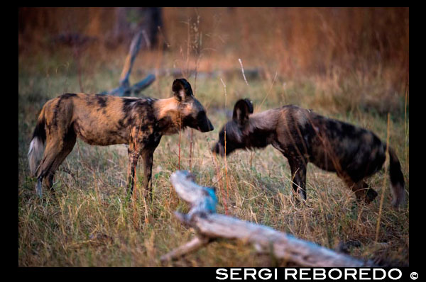 Dos perros salvajes africanos o licaones (wild dog) cerca del campamento Khwai River Lodge de Orient Express en Botswana, en el interior de la Reserva Salvaje de Caza Moremi. Botswana. El licaón (Lycaon pictus) es un mamífero carnívoro de la familia Canidae y por consiguiente relacionado con el perro doméstico. También es conocido vulgarmente como perro salvaje africano, lobo pintado, perro hiena y perro cazador de El Cabo.reada en 1960 para proteger la parte más rica en fauna del delta. Pertenece a un género monoespecífico, Lycaon. Es endémico del continente africano, encontrándose en ambientes sabanoides. El nombre científico o latino significa lobo pintado, haciendo referencia a su pelaje tricolor de manchas negras, blancas y óxido distribuidas irregularmente, salvo la parte delantera de la cara y la garganta, que siempre son negras y de la última mitad de su cola, que siempre es blanca. Resulta característico de la especie que no haya dos individuos con el mismo patrón de manchas. Es la única especie de cánido que posee cuatro dedos en los pies anteriores y posteriores. Puede llegar a medir hasta 75 centímetros de altura en la cruz y superar los 30 kilos de peso. Los machos son más corpulentos que las hembras. Tiene grandes orejas redondeadas y enhiestas. Posee fuertes mandíbulas, y su fórmula dental es la siguiente: 3/3, 1/1, 4/4, 2/3= 42. Los licaones cazan en manadas. Es el mejor cazador del mundo con un porcentaje de éxito de entre un 70 y un 89% según diversas fuentes: de 10 cacerías hasta nueve se saldan exitosamente. Su presa preferida es el impala, así como otros ungulados similares de tamaño medio. Son conocidos por su resistencia y por ser astutos cazadores. Se les ha observado cazando presas por relevos, o incluso bloqueando una vía de escape potencial de una presa, a la que finalmente vencen por agotamiento. Emiten sonidos característicamente chillones o chirriantes, parecidos a los de un pájaro. Aunque no es considerada una especie estrictamente territorial, sí que ocupan enormes áreas de campeo que pueden abarcar de 50 a 200 kilómetros cuadrados. Es frecuente que se solapen las áreas de campeo de diferentes manadas. Son normalmente esquivos y a diferencia de otros cánidos son extremadamente difíciles de domesticar. El licaón tiene un complejo sistema social de tipo matriarcal. A menudo regurgitan comida para otros miembros de la manada: los individuos viejos, los cachorros o los jóvenes y los adultos que se han quedado cuidando de las crías durante las salidas de caza. El tamaño de sus manadas es muy variable, desde las formadas únicamente por los progenitores y su camada hasta agrupaciones de más de treinta individuos. El periodo de gestación oscila entre 63 y 72 días y paren de cinco a ocho cachorros por camada. 