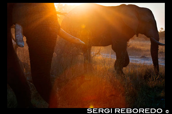 A magical sunset with elephants vahiculo inches from 4x4 in which we make the game safari camp near Khwai River Lodge by Orient Express in Botswana , within the Moremi Game Reserve Wild . Botswana does not live on agriculture, livestock, although it is an important pillar , focuses on the polar opposite to where the wildlife. And that population growth , together with the enrichment of the country, requires more land and , by the fact that much of the land is desert , there is a growing demand for fertile and productive areas . This encourages abuse of the soil ( what we have experienced in our country those years ago ) . The land value is soaring ! Excuses are needed and nothing better to argue that the country is being devastated by these opulent beings consume daily , per head , 170 kg . grass , bark of trees and shrubs . How much you eat in a day 600,000 ? How much do one hundred years consumed when they were ten million ? ... And Nature survived the presence of these " mammoth " beings . But apparently , can do no more ...Quiet ! Thanks to the action of a superhero series with shotgun in hand and a fistful of dollars , you will avoid the tragedy and save Africa from this evil that is the elephant when mother leaves or crosses the line. And apparently seen many things we wonder : Who sweeps who? , Who takes away the land to whom, ? Excess excess elephants or humans? , ? Many elephants or many cows ? Do many acacias or little corn ? , ? Protect the species interest or a hobby more for millionaires ? , ? Common interest or interests? There is a fact that we emphasize : Chobe National Park has 10,698 km2. This equates to an area of ??1,070,000 hectares. The park contains the largest concentration of elephants in Africa. The Nature Park is sturdy , strong, alive. And like the phoenix , is born and dies, but every day. It takes centuries to do so. Nature does not need teachers. She is the teacher. It has its own control mechanisms that allow you to maintain balance. It is man that disrupts this harmony, which destabilizes and depletes resources and territory. Is that endangers the existence of the species and therefore yours. For instance , in Spain , since 1968-1996 the area affected by fires (mostly intentional ) has been of 5,811,133 hectares, equivalent to 58,000 km2. ( From 1996-2011 fires have increased this figure ) . Clearly we do not need elephants to devastate the country and resist nevertheless . Not excuses ! ,Out excuses ! The elephant is killed for their ivory , for your skin and , more seriously, for pleasure . To say that hunting of elephants is " an art , a unique experience " is what would Hannibal Lecter. Shooting is not healthy . Something sick in the soul of him who without trembling pulse , for pleasure , for pure satisfaction, feeling more importantly, it takes the life of another living being. Not just fans , not just power, not just glitz . It's sickening . Killing an elephant does not take a crab to the pot - do not want to reach extremes , although we share the view PACMA and not the WWF ( Animalistasfrente conservationists ) - , is more troubling. We move in a world where sensitivities are like the taste, but more defined , more transparent. Here are scales, there are degrees , and if you do not cook a crab blows tears to most people , kill an elephant itself . Maybe it's because it conveys feelings when we see living together as a family , caring, protecting and caressing with his trunk to the young ... or maybe it's simply because they look and a crab eyes even if you do not. Miran . Sure they look, and front. Even when you are going to put a bullet between the eyes looking straight ahead ... It is clear that Botswana is a haven for those who have " pasta" : diamonds and big game. They are big. Squeak and even have whiff . They do not smell good. Quickly associate with a world fatuous , wasteful , cynical, hypocritical , vain , unscrupulous . Stereotypes unfortunately, as in this case , are determined to reproduce. We can never forget that "real" image of being more robust , majestic ( the elephant really is a king) , beautiful and of great nobility that walks the earth and we have seen , amazement , and this time he has been humbled in his death bed : Stamping tubes against a tree , as background for photo glorious perhaps exhibited only in the privacy ( until made ??public) of a privileged place in the house , the palace , as a simple memory or maybe Go to feed the ego ? , raising self-esteem ? ? or perhaps boast of prowess ... and battles with family, friends and commitments protocol? ... " Noble" noblest feat of Spain on one of the most NOBLE beings that inhabit this planet . Deplorable ! It seems insane , indecent , fatal , fateful ... , endless adjectives that we reserve modesty but not to keep the papers. A God what is God's ( and by what gods ) , but to Caesar should not give everything. Caesar must earn it . The elephant give him the land that belongs to him and that the man is wresting with dark ends . By reducing their habitat will obviously not all sites . It will trigger the plan B :Control hunting ! Excuses , excuses always , but who is the devastating ? , Who sweeps the floor of whom, who's the wild animal ? The elephant is dead ,long live the elephant! ... King 