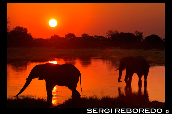 Postal de atardecer con dos elefantes cruzando una zona inunda próxima al campamento Khwai River Lodge de Orient Express en Botswana, en el interior de la Reserva Salvaje de Caza Moremi. Botsuana, el paraíso del cazador de elefantes. África es el destino más codiciado por los cazadores de todo el planeta, y Botsuana, al sur del continente, es uno de los más golosos para los amantes de la caza mayor. «La caza en la zona del Okavango y los paisajes de la zona de los pantanos hacen de este destino uno de los preferidos para los cazadores de safaris», aseguran en la web Círculo de Cazadores. La temporada permitida para la práctica de la caza abarca desde Abril hasta Septiembre, y precisamente Abril es el mes recomendado para cobrar grandes elefantes. Los precios pueden oscilar entre los 6.000 y los 30.000 euros. La caza del elefante en Botsuana se realiza «a la huella». A grandes rasgos, consiste en madrugar e ir recorriendo los puntos por los que pudo haber estado el elefante buscando huellas frescas de machos adultos. Según expertos en la materia, los precios para practicar la caza en Botsuana pueden oscilar entre los 6.000 y los 30.000 euros, en función de las comodidades de las que se pretenda disfrutar en el país africano y de los objetivos que se tenga. Por supuesto, resulta más caro cazar un elefante que una cebra. La caza del elefante está regulada en Botsuana, y para practicarla basta con desembolsar la suma de dinero pertinente, una copia del pasaporte, una copia de la guía de los rifles y cumplimentar un formulario. Normalmente, la llegada al destino se realiza a través del aeropuerto de Johannesburgo (Sudáfrica) debido a la proximidad. Una vez allí también es necesario rellenar el impreso SAP 520.