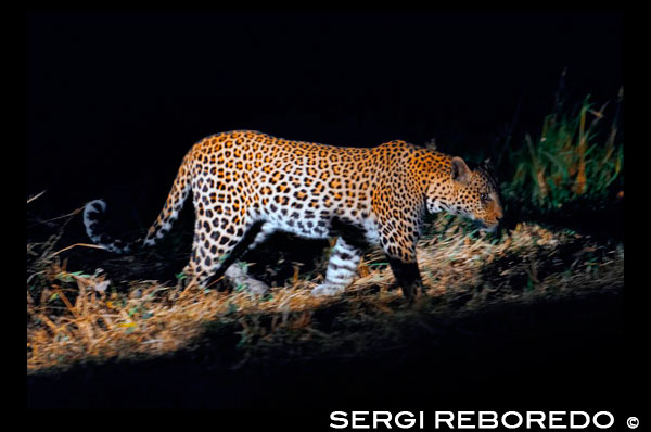 Un lleopard en plena acció fotografiat durant el safari nocturn que Orient Express efectua al campament Khwai River Lodge d'Orient Express a Botswana, a l'interior de la Reserva Salvatge de Caça Moremi, Botswana. El lleopard (Panthera pardus) és un mamífer carnívor de la família dels fèlids Com els altres tres grans felins del gènere Panthera, el lleó, el tigre i el jaguar, estan caracteritzats per una modificació en l'os hioide que els permet rugir. També se l'anomena pantera, quan presenta un pelatge completament fosc (melánico). En l'Antiguitat, el lleopard era considerat un híbrid d'un lleó i una pantera, com queda reflectit en el seu nom, el qual es compon de les paraules gregues d'λ? Ων li? N (lleó) i π? Ρδος marrons (pantera mascle ). Està a més relacionat amb el Sànscrit?????? p? d? ku (serp, tigre, pantera) i probablement es deriva de la llengua mediterrània, així com l'egipci. El lleopard és un dels grans felins més adaptables. Excepte en deserts, habita en tot tipus d'hàbitats sempre que tingui un lloc on amagar-se i existeixin suficients preses per sobreviure, es troba present en tot tipus de boscos i selves, a les sabanes, en els sembrats i en llocs rocosos. En alguns hàbitats, el lleopard desenvolupa formes per evadir a altres depredadors majors o més nombrosos com és el cas del lleó i les hienes a Àfrica i el tigre a Àsia. Realment, l'únic factor que limita al lleopard són les persones. Habitualment se sol confondre amb el guepard, amb el qual comparteix un aspecte molt similar (pelatge groc amb taques fosques), però del qual difereix enormement tant en característiques físiques com en comportament, sent el guepard cridanerament menys agressiu que el lleopard, a més el lleopard no té els característics lacrimals negres que emmarquen el morro del guepard. El lleopard té una silueta prou massissa, amb el cap rodó i la cua llarga i fina. Les seves potes són potents, amb 4 dits a les posteriors i 5 en les anteriors, sent totes les seves urpes retráctiles.2 Aconsegueixen de 91 cm a 1,91 m.de llargada, més de 58 a 110 cm de la cua, i una alçada a la creu de 45-78 cm.3 Els mascles adults arriben a pesar entre 37 i 90 kg, i les femelles de 28 a 60 kg. La seva fórmula dental és la següent: 3/3, 1/1, 3/2, 1/1 = 30. 
