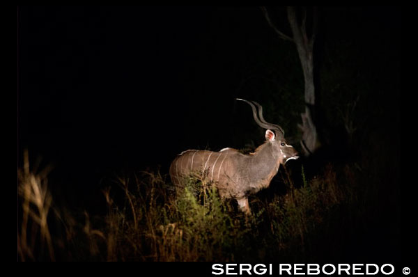 Un antílop de grans dimensions Greater kudu es creua en el nostre camí durant el safari nocturn que Orient Express efectua al campament Khwai River Lodge d'Orient Express a Botswana, a l'interior de la Reserva Salvatge de Caça Moremi, Botswana. El gran kudú o kudú major (Tragelaphus strepsiceros) és una espècie de mamífer artiodàctil de la subfamília Bovinae. És un antílop africà de grans dimensions i notable banya, que habita les sabanes boscoses de l'Àfrica austral i oriental. Com a membre del gènere Tragelaphus, posseeix un clar dimorfisme sexual. És el tercer antílop quant a grandària, només superat per les dues espècies del gènere Taurotragus, 2 mesura de mitjana 2,20 m de longitud i 1,50 m d'altura i posseeix una cua de 45 cm de llarg. El pes mitjà és de 320 kg en els mascles i 220 kg en les femelles. El pelatge és de color gris a castanyer grisenc amb 7 a 10 bandes verticals blanques a cada costat. Una crinera més clara s'aixeca sobre l'espina dorsal del clatell a la cua i una cabellera en filera llarga i estreta, de base negrosa i puntes blanques, creix en centre del coll i el pit. Els mascles tenen banyes en V corbats amb dos o tres girs en espiral, que arriben de mitjana 1,25 m de llarg. Habita entre els matolls. Les femelles i les seves cries viuen en grups familiars i els mascles en grups a part o solitaris. Té hàbits nocturns i s'alimenta de fulles i branques tendres. És lent per caminar però pot saltar fins a 2 m d'alçada. 