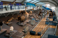 Institut Royal des Sciences Naturelles. www.sciencesnaturelles.be Rue Wiertz, 43. (De martes a viernes de 09:30 a 17:00 / sábados y domingos de 10:00 a 18:00 / adultos: 7 euros / estudiantes: 6 euros / menores de 18 años: 4,5 euros / menores de 6 años: gratis). <M> Maelbeek. Tel. 02 627 4234. El museo es famoso por su colección de esqueletos de dinosaurios, la más grande de Europa y una de las más importantes del mundo. Estos esqueletos de Iguanodon fueron encontrados en el año 1878 en una mina de carbón de Bernissart, al sur de Bélgica. En la zona destinada a la evolución, se exponen más de 600 fósiles y 400 animales para mostrar los cambios que han ido sufriendo todas las criaturas con el paso del tiempo para adaptarse a la vida. También se pueden ver expuestos todo tipo de animales de los que podemos encontrar hoy en día, como osos, lagartos, zorros o elefantes, todos ellos disecados y también se exponen algunos animales que se extinguieron hace ya miles de años.