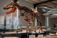 Institut Reial de Ciències Naturals de Brussel · L'Institut Reial de les Ciències Naturals (Institut Royal des Sciences naturelles) és un museu que pretén ajudar els seus visitants a descobrir la naturalesa i la història de l'evolució. Es troba situat molt a prop del Parlament Europeu. El museu és famós per la seva col · lecció d'esquelets de dinosaures, la més gran d'Europa i una de les més importants del món. Aquests esquelets de Iguanodon van ser trobats l'any 1878 en una mina de carbó de Bernissart, al sud de Bèlgica. A la zona destinada a l'evolució, s'exposen més de 600 fòssils i 400 animals per mostrar els canvis que han anat patint totes les criatures amb el pas dels anys per adaptar-se a la vida. Al museu es poden veure exposats tot tipus d'animals dels que podem trobar avui en dia, com óssos, llangardaixos, guineus o elefants, tots ells dissecats i també s'exposen alguns animals que es van extingir fa milers d'anys. La col · lecció d'esquelets de dinosaures és realment sorprenent, si esteu interessats en aquests animals prehistòrics, pot ser una bona oportunitat de conèixer-los. Si no sou amants dels dinosaures, és millor mantenir allunyats d'aquest museu. Encara s'exposen molts animals creiem que, si viatgeu amb nens, pot ser millor idea anar al zoo per veure animals que no estiguin dissecats.