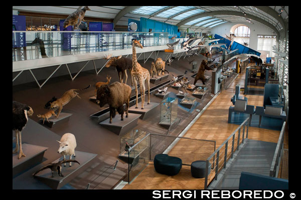 Institut Royal des Sciences Naturelles. www.sciencesnaturelles.be Rue Wiertz, 43. (De martes a viernes de 09:30 a 17:00 / sábados y domingos de 10:00 a 18:00 / adultos: 7 euros / estudiantes: 6 euros / menores de 18 años: 4,5 euros / menores de 6 años: gratis). <M> Maelbeek. Tel. 02 627 4234. El museo es famoso por su colección de esqueletos de dinosaurios, la más grande de Europa y una de las más importantes del mundo. Estos esqueletos de Iguanodon fueron encontrados en el año 1878 en una mina de carbón de Bernissart, al sur de Bélgica. En la zona destinada a la evolución, se exponen más de 600 fósiles y 400 animales para mostrar los cambios que han ido sufriendo todas las criaturas con el paso del tiempo para adaptarse a la vida. También se pueden ver expuestos todo tipo de animales de los que podemos encontrar hoy en día, como osos, lagartos, zorros o elefantes, todos ellos disecados y también se exponen algunos animales que se extinguieron hace ya miles de años. VISTA GENERAL CON TODOS LOS ANIMALES DISECADOS.