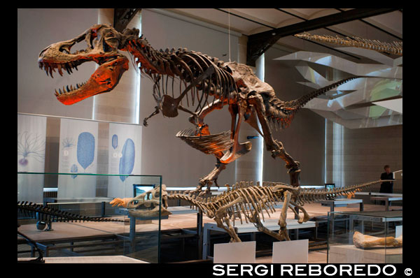 El museo es famoso por su colección de esqueletos de dinosaurios, la más grande de Europa y una de las más importantes del mundo.