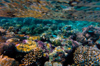 Aitutaki. Cook Island. Polynesia. South Pacific Ocean. Inside the wather in the Aitutaki (Lagoon Cruise).  Aitutaki, also traditionally known as Araura, Ararau and Utataki, is one of the Cook Islands, north of Rarotonga. It has a population of approximately 2,000. Aitutaki is the second most visited island of the Cook Islands. The main village is Arutanga (Arutunga) on the west side. Aitutaki is an "almost atoll". It has a maximum elevation of approximately 123 metres with the hill known as Maunga Pu close to its northernmost point. The land area of the atoll is 18.05 km², of which the main island occupies 16.8 km². The Ootu Peninsula, protruding east from the main island in a southerly direction along the eastern rim of the reef, takes up 1.75 km² out of these 16.8 km² for the main island] For the lagoon, area figures between 50 and 74 km² are found. Satellite image measurement suggests that the larger figure also includes the reef flat, which is commonly not considered part of a lagoon.