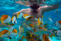 Illa de Rarotonga . Illa Cook . Polinèsia . El sud de l'Oceà Pacífic . El busseig a la llacuna amb el gran peix , Centre de Busseig a Rarotonga . Busseig a 1-3 metres al peix ple reserva marina protegida durant aproximadament 40-50 minuts . Vostè rebrà una lliçó introductòria ( com usar el seu equip ) d'un dels nostres professionals amb experiència aquí al nostre centre de busseig. Vostè aprendrà com comunicar sota l'aigua , i després es equipat amb equip de busseig i caminar a la llacuna per una entrada segura al món submarí . Aroa Reserva Marina també compta amb alguns dels millors de corall a l'illa i podràs veure una gran varietat de peixos tropicals de prop i personal . Després de la seva primera respiració sota l'aigua , nedem en l'escull , on es trobarà en un dels millors llocs de l'illa. Allà tindrà 45-50 minuts per relaxar-se, veure i sentir-se còmode amb el seu equip .... Si t'agrada això , el seu instructor li preguntarà si vol fer una immersió de l'embarcació . Llavors vostè ha de fer algunes habilitats per estar preparats per a l'aigua més profunda . Rarotonga és una illa volcànica i està completament envoltada d'esculls . Després que l'escull descendeix 200 metres i una profunditat de ~ 30 metres abans que acaba en una caiguda de fins a 4.500 metres . Dins d'aquests 200 metres fem el nostre busseig.