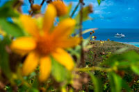 Aitutaki. Cook Island. Polynesia. South Pacific Ocean. Close-up of a flower. In the distance the Paul Gauguin cruise ship docked on the island of Aitutaki, Cook Islands. Paul Gauguin Cruises operates the m/s Paul Gauguin, the renowned, award-winning, 5-star-plus, luxury cruise ship built specifically to sail the waters of Tahiti, French Polynesia and the South Pacific. Since its maiden voyage in 1998, the m/s Paul Gauguin has been the longest continually operating, year-round luxury cruise ship in the South Pacific. No other luxury ship in history has offered this level of single-destination focus and expertise on a year-round basis for such an extended period of time. Paul Gauguin Cruises is committed to providing an unequalled luxury cruise experience uniquely tailored to the unparalleled wonders of Tahiti, French Polynesia and the South Pacific. Our numerous World's Best awards demonstrate our dedication to guest satisfaction, excellence, quality and value. All ocean-view accommodations, nearly 70% with private balconies. All shipboard gratuities included; Complimentary beverages including soft drinks, hot beverages and select wines and spirits included. Single open-seating dining. m/s Paul Gauguin was built specifically to sail the waters of Tahiti and French Polynesia. Complimentary exclusive Private Retreats with a private beach in Bora Bora and a full day call at our private island, Motu Mahana. 