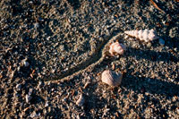 Aitutaki. Cook Island. Polynesia. South Pacific Ocean. Sea snails, small crabs walking on the sand at the luxurious Hotel Pacific Resort Aitutaki. Pacific Resort Aitutaki is an ideal honeymoon location, relax & unwind in the beautiful surrounds that Aitutaki has to offer. Do as little or a much as you like at this Cook Islands accommodation, snorkel, kayak, take a bike out for a ride, enjoy a refreshing cocktail or just relax by the pool. What better way to save than with this free domestic flights offer! Pacific Resort Aitutaki offers five star luxury accommodation in the Cook Islands, ideal for a honeymoon, romantic getaway or fun family retreat. This Cook Islands accommodation offers a stunning location overlooking the ocean and features a range of facilities for you to enjoy including a swimming pool, restaurant & bar, kids club, day spa plus much more. Spend your day lazing by the pool, snorkelling or enjoy a wide range of activities.  The Cook Islands offers the perfect destination for an unforgettable honeymoon. Pacific Resort Aitutaki boasts a stunning beachfront location with horizon swimming pool that overlooks the ocean. Sit back, relax and take in the views from your Premium Beachfront Bungalow. Book now to take advantage of this fantastic honeymoon offer at Pacific Resort Aitutaki. You won’t find a more picturesque spot for a wedding or a honeymoon than Aitutaki Cook Islands. 