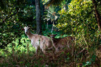 Isla Atiu. Isla Cook. Polinesia. El sur del Océano Pacífico. Varias cabras pastando en las cercanías de Kopeka Cuevas del pájaro en Atiu. Las Islas Cook que se encuentran más o menos al este de la isla de Tonga, por encima del Trópico de Capricornio, son un grupo de quince pequeñas islas con una superficie total de 237 kilómetros cuadrados, repartidos en dos millones de kilómetros cuadrados. de mar (Lambert, 1982). Se dividen geográficamente en un grupo del norte de atolones de baja: Penrhyn, Nanihiki, Rahanga, Pukapuka, Suwarrow y Nassau, y un grupo del sur de las islas volcánicas: Mangaia, Rarotonga, Atiu, Mauke Mitiaro, Aitutaki, Manuac y Takutea (ver Figura 1 ). El grupo del sur ocupa el 87 por ciento de la superficie terrestre (Mckean y Baisyet, 1994). Avarua en Rarotonga es la ciudad capital. También es la sede del gobierno, centro de comercio y turismo. La mayoría de las Islas Cook son bilingües en Inglés y la Polinesia. En el censo ganadero de 1988 aproximadamente 5.500 cabras fueron grabados con un tamaño medio del rebaño de siete años por hogar y había 2300 hace. La carne de cabra es ampliamente aceptado, por lo tanto, el Ministerio de Agricultura ha puesto énfasis en mejorar el stock disponible a través de cruzamientos con cruces anglo-Nubian de Fiji, mejora de la gestión y de la salud (Parutua, 1985). La FAO ha prestado asistencia al Gobierno para desarrollar la industria de cabra (Munro, E., comunicación personal) y Tamarua (2001) proporcionado detalles de varios proyectos a través de los cuales 16 lo hace y 4 dólares de cross-Anglo Nubian fueron importados de Fiji, y la formación ha sido implementado.