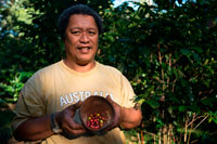 Atiu Island. Cook Island. Polynesia. South Pacific Ocean. One of the growers teaches coffee beans grown on the island of Polynesia.  Atiu has a long history of growing coffee. Missionaries established it commercially in the early 19th century. By 1865, annual exports of coffee from the Cook Islands amounted to 30,000 pounds. The islands' ariki (high chiefs) controlled the land used for planting and received most of the returns. The commoners often saw little if any reward for their labour. In the late 1890s, Rarotongan coffee production suffered due to a blight that affected the plants. Coffee production declined and had to rely more on crops from the outer islands Atiu, Mauke and Mangaia. World Wars I and II resulted in a further export reduction and eventual standstill. In the 1950s the co-operative movement in the Cook Islands resulted in the re-establishment of coffee as a cash crop. On Atiu, under the supervision of New Zealand Resident Agent Ron Thorby and the Cook Islands Agriculture Department, new coffee plantations were established. The raw coffee was destined for export to New Zealand where it was processed and marketed. By 1983, the coffee industry had collapsed. Government stepped back and left the plantations to their landowners. The poor financial return from selling their coffee to a Rarotongan company for processing had prompted the farmers to stop production except for their own private use. 