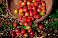 Illa Atiu. Illa Cook. Polinèsia. El sud de l'Oceà Pacífic. Alguns dels grans de cafè cultivades al Atiu Coffee Factory en Atiu Island. El cafè ha estat cultivat a Atiu durant el temps que la gent recorda. Els missioners van establir comercialment a principis del segle 19. En 1865 ja, les exportacions anuals de cafè de les Illes Cook han ascendit a 30.000 lliures. Ariki de les illes (alts caps) controla les terres utilitzades per a la sembra i va rebre la major part dels retorns. Els plebeus sovint veien poca o cap paga del seu treball. A finals de la dècada de 1890, la producció de cafè Rarotongan va patir a causa d'una plaga que va afectar les plantes. La producció de cafè es va reduir i havia de dependre més en els cultius de les illes exteriors Atiu, Mauke i Mangaia. Guerres Mundials I i II va resultar en una reducció de les exportacions més enllà i eventual paralització. En la dècada de 1950, el moviment cooperatiu a les Illes Cook va generar el restabliment del cafè com a cultiu comercial. En Atiu, sota la supervisió de Nova Zelanda Agent Resident Ron Thorby i el Departament d'Agricultura de les Illes Cook, es van establir noves plantacions de cafè (esquerra: Són Pua plantació de cafè). El cafè cru es destina a l'exportació a Nova Zelanda, on va ser processat i comercialitzat. Quan Juergen Manske - Eimke (dreta) es va instal · lar a Atiu el 1983, la indústria del cafè s'havia ensorrat. Govern va fer un pas enrere i va deixar a les plantacions als seus propietaris.