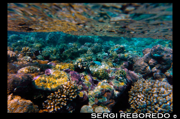 Aitutaki. Cook Island. Polynesia. South Pacific Ocean. Inside the wather in the Aitutaki (Lagoon Cruise).  Aitutaki, also traditionally known as Araura, Ararau and Utataki, is one of the Cook Islands, north of Rarotonga. It has a population of approximately 2,000. Aitutaki is the second most visited island of the Cook Islands. The main village is Arutanga (Arutunga) on the west side. Aitutaki is an "almost atoll". It has a maximum elevation of approximately 123 metres with the hill known as Maunga Pu close to its northernmost point. The land area of the atoll is 18.05 km², of which the main island occupies 16.8 km². The Ootu Peninsula, protruding east from the main island in a southerly direction along the eastern rim of the reef, takes up 1.75 km² out of these 16.8 km² for the main island] For the lagoon, area figures between 50 and 74 km² are found. Satellite image measurement suggests that the larger figure also includes the reef flat, which is commonly not considered part of a lagoon.