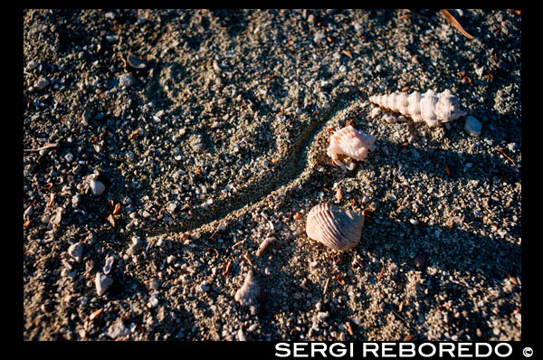 Aitutaki. Cook Island. Polynesia. South Pacific Ocean. Sea snails, small crabs walking on the sand at the luxurious Hotel Pacific Resort Aitutaki. Pacific Resort Aitutaki is an ideal honeymoon location, relax & unwind in the beautiful surrounds that Aitutaki has to offer. Do as little or a much as you like at this Cook Islands accommodation, snorkel, kayak, take a bike out for a ride, enjoy a refreshing cocktail or just relax by the pool. What better way to save than with this free domestic flights offer! Pacific Resort Aitutaki offers five star luxury accommodation in the Cook Islands, ideal for a honeymoon, romantic getaway or fun family retreat. This Cook Islands accommodation offers a stunning location overlooking the ocean and features a range of facilities for you to enjoy including a swimming pool, restaurant & bar, kids club, day spa plus much more. Spend your day lazing by the pool, snorkelling or enjoy a wide range of activities.  The Cook Islands offers the perfect destination for an unforgettable honeymoon. Pacific Resort Aitutaki boasts a stunning beachfront location with horizon swimming pool that overlooks the ocean. Sit back, relax and take in the views from your Premium Beachfront Bungalow. Book now to take advantage of this fantastic honeymoon offer at Pacific Resort Aitutaki. You won’t find a more picturesque spot for a wedding or a honeymoon than Aitutaki Cook Islands. Imagine saying “I do” with your feet in the white sand and the bluest shades of water in the South Pacific in the background. Romance lives on Aitutaki Cook Islands; you will never have to walk far to find a quiet beach, or gently swaying palms. And Aitutaki Hotels and resorts are ready to help organize your special day, or prepare all those special touches for a dream honeymoon. Once you’ve been here, you may even find yourself planning a South Pacific vacation to renew your vows and experience the magic of an Aitutaki lagoon wedding all over again.