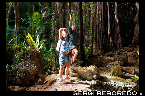 Isla Atiu . Isla Cook. Polinesia . El sur del Océano Pacífico. Una guía muestra los detalles de las impresionantes cuevas Kopeka aves en Atiu . Una de las cuevas más largas y espectaculares de las cuatro islas se encuentra al sur - este de Atiu , Anatakitaki o la Cueva de los Kopekas . Esta es una gran cueva solución, una serie de grandes cámaras y corredores , con una duración estimada de 1 km. Un lago de agua dulce se puede encontrar en la parte inferior de la cueva. La cueva en sí tiene una entrada colapsada . Fuera de esta entrada varios colapsos abren a la selva, donde la vegetación penetra en la cueva. Un punto de vista es especialmente agradable de las lianas que cuelgan , los " bell- tira" . La cueva está muy bien decorado con estalactitas blancas , estalagmitas y coladas . Los espeleotemas ricas y coloridas son fenómenos típicos de desarrollo cueva tropical. Como consecuencia de la capa de roca relativamente poco profunda y fuertemente fisurada encima de la cueva , raíces de diversas dimensiones han roto a través de . Algunas de las raíces han llegado también los espeleotemas . El Kopeka son pequeños pájaros, muy parecidos a los vencejos que anidan en grandes cantidades dentro de la cueva . Cuando salen a cazar insectos que nunca se ven el aterrizaje . Ellos solo descanse en la cueva. En el interior, en la oscuridad , hacen un parloteo continuo, haciendo clic en el ruido, que utilizan para encontrar su camino alrededor. (Al igual que los murciélagos , pero los sonidos de murciélagos , por supuesto , no puede ser escuchado por el oído humano.)