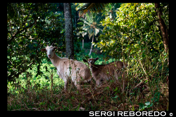 Atiu Island. Cook Island. Polynesia. South Pacific Ocean. Several goats grazing in the vicinity of Kopeka Bird Caves in Atiu.  The Cook Islands which lie roughly east of the Island of Tonga, above the Tropic of Capricorn, are a group of fifteen small islands with a total land area of 237 sq. km, scattered over two million sq. km. of ocean (Lambert, 1982). They are divided geographically into a northern group of low atolls: Penrhyn, Nanihiki, Rahanga, Pukapuka, Suwarrow and Nassau; and a southern group of volcanic islands: Mangaia, Rarotonga, Atiu, Mauke Mitiaro, Aitutaki, Manuac and Takutea (see Figure 1). The southern group occupies 87 percent of the land area (Mckean and Baisyet, 1994). Avarua on Rarotonga is the capital city. It is also the seat of government, centre of commerce and tourism. Most Cook Islanders are bilingual in Polynesian and English. In the livestock census of 1988 approximately 5,500 goats were recorded with an average herd size of seven per household and there were 2,300 does. Goat meat is widely accepted therefore, the Ministry of Agriculture has placed emphasis on improving the available stock through crossbreeding with Anglo-Nubian crosses from Fiji, improved management and health (Parutua, 1985). FAO has assisted the Government to develop the goat industry (Munro, E., personal communication) and Tamarua (2001) provided details of several projects through which 16 does and 4 bucks of Anglo-Nubian cross were imported from Fiji, and training has been implemented. The interest in raising goats has increased due to changes in management recently adopted by smallholders; the major system used by subsistence farmers is tethering in both Rarotonga and in the outer islands. Free grazing where goats are allowed to roam is also practiced but causes a lot of problems to the owners and to crop owners. Goats under this system sometimes end up on the makatea (raised coral) where they become feral. This system is mainly used in the outer islands. Goat numbers appear to have declined since the mid-1990s but the provisional data from the 2000 census indicate numbers higher than in previous years at 4,867 including 1,272 does (Tamarua, 2001 suggests a figure for 2000 of 3,679 goats). FAOSTAT reports a steady decline and the 2005 figure is 1000 goats.