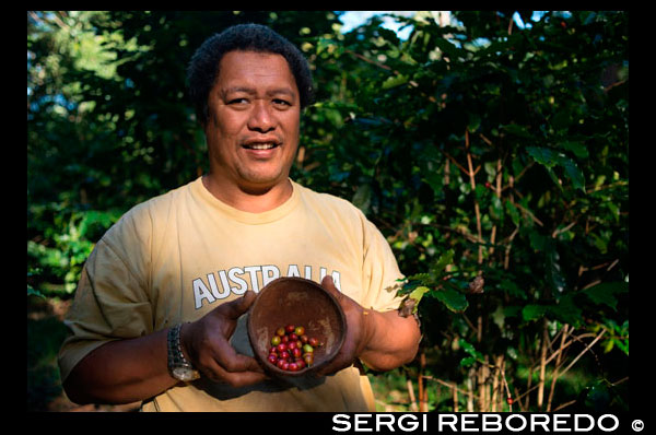 Illa Atiu . Illa Cook . Polinèsia . El sud de l'Oceà Pacífic . Un dels productors de grans de cafè ensenya que creixen a l'illa de la Polinèsia . Atiu té una llarga història de cultiu de cafè . Els missioners van establir comercialment a principis del segle 19 . En 1865 , les exportacions anuals de cafè de les Illes Cook han ascendit a 30.000 lliures . Ariki de les illes ( alts caps ) controla les terres utilitzades per a la sembra i va rebre la major part dels retorns . Els plebeus sovint veien poca o cap paga del seu treball. A finals de la dècada de 1890 , la producció de cafè Rarotongan va patir a causa d'una plaga que va afectar les plantes . La producció de cafè es va reduir i havia de dependre més en els cultius de les illes exteriors Atiu , Mauke i Mangaia . Guerres Mundials I i II va resultar en una reducció de les exportacions més enllà i eventual paralització . En la dècada de 1950 el moviment cooperatiu a les Illes Cook va resultar en el restabliment del cafè com a cultiu comercial . En Atiu , sota la supervisió de Nova Zelanda Agent Resident Ron Thorby i el Departament d'Agricultura de les Illes Cook , es van establir noves plantacions de cafè . El cafè cru es destina a l'exportació a Nova Zelanda , on va ser processat i comercialitzat . Per a 1983 , la indústria del cafè s'havia ensorrat . Govern va fer un pas enrere i va deixar a les plantacions als seus propietaris . El pobre rendiment financer de la venda del seu cafè a una empresa Rarotongan per al seu processament havia portat als agricultors a abandonar la producció , excepte per al seu propi ús privat . Les plantacions van ser coberts d'enfiladisses . La producció de cafè comercial va ser reviscut en algun moment de 1984 , amb la fundació de Atiu Coffee Factory Ltd per l'economista alemany Juergen Manske - Eimke . A partir del 2012 , el Atiu Coffee Factory gestiona 39 hectàrees de terra i va produir 4,5 tones de grans torrats.