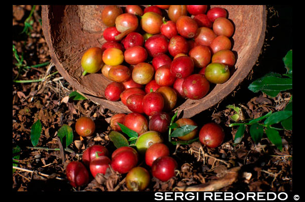 Illa Atiu . Illa Cook . Polinèsia . El sud de l'Oceà Pacífic . Alguns dels grans de cafè cultivades al Atiu Coffee Factory en Atiu Island . El cafè ha estat cultivat a Atiu durant el temps que la gent recorda . Els missioners van establir comercialment a principis del segle 19 . En 1865 ja, les exportacions anuals de cafè de les Illes Cook han ascendit a 30.000 lliures . Ariki de les illes ( alts caps ) controla les terres utilitzades per a la sembra i va rebre la major part dels retorns . Els plebeus sovint veien poca o cap paga del seu treball. A finals de la dècada de 1890 , la producció de cafè Rarotongan va patir a causa d'una plaga que va afectar les plantes . La producció de cafè es va reduir i havia de dependre més en els cultius de les illes exteriors Atiu , Mauke i Mangaia . Guerres Mundials I i II va resultar en una reducció de les exportacions més enllà i eventual paralització . En la dècada de 1950 , el moviment cooperatiu a les Illes Cook va generar el restabliment del cafè com a cultiu comercial . En Atiu , sota la supervisió de Nova Zelanda Agent Resident Ron Thorby i el Departament d'Agricultura de les Illes Cook , es van establir noves plantacions de cafè ( esquerra: Són Pua plantació de cafè ) . El cafè cru es destina a l'exportació a Nova Zelanda , on va ser processat i comercialitzat . Quan Juergen Manske - Eimke ( dreta ) es va instal · lar a Atiu el 1983 , la indústria del cafè s'havia ensorrat . Govern va fer un pas enrere i va deixar a les plantacions als seus propietaris . El pobre rendiment financer de la venda del seu cafè a una empresa Rarotongan per al seu processament havia portat als agricultors a abandonar la producció , excepte per al seu propi ús privat . Les plantacions van ser coberts d'enfiladisses . Amb l'ajuda dels accionistes locals i l'estalvi privat, l' Atiu Coffee Factory Ltd va ser fundada . El 1984 , la maquinària de processament va arribar. Mesos de dur treball alliberant les plantacions de les males herbes i un munt de prova i error seguits fins Atiu Coffee ™ es ??podia comptar entre els millors cafès del món . Avui s'exporta a través de comandes per correu als clients privats en tot el món . Atiu Coffee Factory gestiona dues plantacions d'un total de 32 hectàrees . En època de collita , els plantadors privats subministren a l'empresa les cireres de cafè de la mitjana a les plantacions de quatre acres . Tot el cafè es processa a la fàbrica en Atiu ( esquerra ) . A causa d'un acord amb l'Associació de Productors de Atiu Coffee , el cafè no es ven com mongetes verdes . Rostits ? ? Atiu Coffee Factory recentment en l'entrada de comandes i ven Atiu Coffee ™ només en alta qualitat bosses segellades ( que es mostra a sota a la dreta ) amb una vàlvula d'una via per a la preservació de la frescor . Subministrem tot el frijol i cafè mòlt . També oferim servei d'enviament per correu als nostres clients a l'estranger.