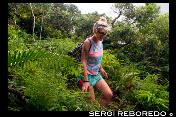 Rarotonga Island. Cook Island. Polynesia. South Pacific Ocean. A tourist crosses the island of Rarotonga in the Pa’s trekking. The most popular of these is the cross-island mountain trekking, which takes approximately four hours. This includes a stop at 'The Needle', a unique rock formation high above Rarotonga. The Takitumu Conservation Area offers gentle nature walks through lush forest and along mountain streams, where you will find a number of rare and endangered species of plants and birds. Whether you call it trekking , tramping or hiking, in Rarotonga you will get the chance to see many native bird species as well as exotic butterflies and plenty of endemic plants and ferns. Tramping or hiking is an easy one day activity, and it is possible to do it alone. However if you are wanting to attempt the main cross islands walk there are no signposts, and the trail itself is quite difficult to find and follow in places, not to mention quite treacherous and hard going in the wet season. It is advised to engage Pa a local tramping guide, as many people have been injured or worse, attempting this hike alone. Pa Mountain Trekking is one of the best organized hikes on Rarotonga. The hike is around 4 hours long and is a wonderful educational experience for the entire family to enjoy. Not only do you get to learn about the local flora and fauna, but Pa is well known for telling many ancient myths and legends associated with the island. Besides the Cross Island track which passes through ‘The Needle’, some other good hiking trails on Rarotonga include the Papua Waterfall track, the Avana Valley track, the Turangi track and Raemaru Lookout. Another great hiking destination on Rarotonga is the Takitumu Conservation Area, which is a protected rainforest reserve. Home to several endemic bird species including the kakerori, walking tours need to be prearranged and booked.