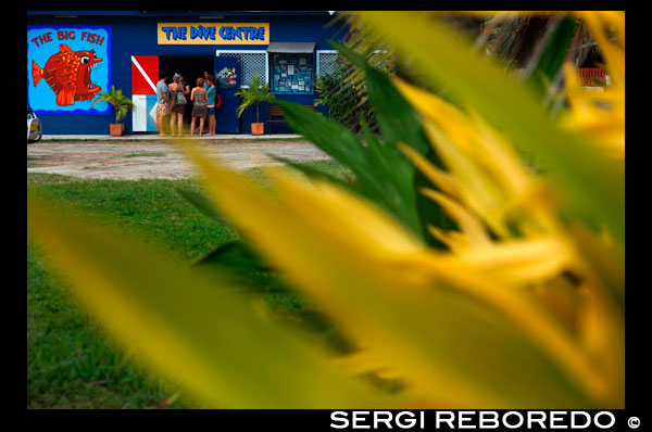 Illa de Rarotonga. Illa Cook. Polinèsia. El sud de l'Oceà Pacífic. Centre de Busseig a Rarotonga: el peix gran, el centre de busseig. Llacuna de la capbussada amb el de centre de busseig. Rarotonga (que significa "cap al sud per ') és la major de les Illes Cook a 20 quilòmetres de circumferència i és l'illa més propensos a visitar si vostè té la intenció de bussejar a l'arxipèlag. Seu interior és pràcticament despoblada i les vores de l'illa s'envolta de les platges de sorra blanca i esculls de corall. Les àrees interiors muntanyoses i escarpades són i cobert de selva i rierols fan l'impossible per les valls escarpats al mar. Per viatjar per tot Rarotonga pren al voltant d'una hora en cotxe o autobusos surten cada hora des de la cantonada de Cook Arcade en Ararua. La carretera de la costa circumda completament l'illa i no hi ha altre camí intermitent a uns 500 metres terra endins. Només és possible viatjar per tota l'illa a peu, ja que no hi ha carreteres. Per caminar a través de presa de tres a quatre hores, amb parada a 'l'Agulla ", on vostè pot experimentar vistes panoràmiques de l'illa. És possible organitzar passejades a través de les agències de viatges, però aquests poden ser difícils va per les persones no acostumades a caminar per la muntanya, sobretot si plou com els camins es tornen relliscosos. Rarotonga es troba en el Tròpic de Capricorn, pel que compta amb un clima tropical. Les temperatures de l'aire van d'un mínim de 18 ° C a l'hivern (maig a octubre) i una màxima de 29 ° C a l'estiu, quan també està mullada i humida (de novembre a abril). La capital de Rarotonga és Ararua. Hi ha una sèrie de pobles al llarg de la costa que són molt colorit i net i el munt pobles casa de restaurants, bars i cafès amb marisc com a plat comú. L'allotjament està disponible, ja sigui en hotels, cases de vacances o en bungalows de lloguer. L'espectacular paisatge dels més joves geològicament parlant de les Illes Cook proporciona un impressionant teló de fons d'on us allotgeu. Rarotonga s'aixeca un màxim de 658 metres del nivell del mar i està envoltat per una llacuna que s'estén a diverses desenes de metres fins l'escull exterior, abans de caure dramàticament lluny a profunditats de més de 4.500 metres. La llacuna és ideal per al busseig, sobretot en Titikaveka. Més enllà de la llacuna, els esculls i els desnivells que cauen fora a milers de metres fan grans llocs de busseig de coves, canons i túnels per explorar. Hi ha també algunes restes de naufragis per trencar els esculls, alguns dels quals han estat danyades pels ciclons que han afectat l'illa. Les millors caigudes estan al llarg de la costa sud, però la costa nord sosté un millor creixement dels corals. Desafortunadament hi ha hagut una invasió de la corona d'espines estrelles de mar destructiva, el que ha portat a una reducció en la quantitat de corall. No obstant això, un sacrifici es porta a terme el que està permetent que el corall es defensa una mica i una mica més de la pesca ha donat lloc a la prohibició de pesca a llocs. No hi ha càmera de descompressió a les illes, la més propera es troba a Nova Zelanda, així que assegureu-vos que vostè està portant una assegurança de viatge suficient.