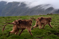 Los babuinos Gelada son unos monos endémicos de las montañas Simien, o sea que solo se dan en esta región del norte de Etiopía. Son monos peludos y los machos se distinguen de las hembras por una mancha en forma de corazón roja que tienen en el pecho. No son nada violentos y te puedes acercar a ellos si no haces mucho ruido, la verdad que son un verdadero encanto, sobre todos los pequeños que son llevados a lomos de las hembras.