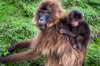 En Simien no sólo habitan los babuinos Gelada. También es territorio propicio para otras dos especies endémicas: el chacal de Simien y el íbice de Abisinia, una cabra montesa de poderosa cornamenta. De éstos, mucho más cautos, no vimos ninguno. Los babuinos, sin embargo, nos acompañaron durante casi todo el recorrido. No es de extrañar, teniendo en cuenta que aquí viven casi 8.000. A veces los veías, despiojándose con parsimonia en solidaria hermandad, otras los intuías y, a menudo, escuchabas sólo sus gruñidos guturales. 