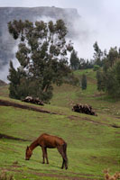 Un caballo pasta en un valle de las montañas de Simien. Puede que no vaya tan desencaminado. Las montañas Simien (que en amárico significa «Norte»), Patrimonio de la Humanidad de la Unesco, con sus 180 kilómetros cuadrados de singular belleza, es territorio de los endémicos babuinos gelada. Para el excursionista, comprobar cómo manadas de hasta 400 individuos de estos monos deambulan a una altura que oscila entre los 2 mil y 4 mil metros, es una emocionante vivencia.