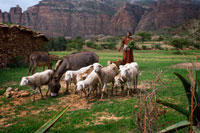 Una camperola passeja al seu bestiar a la plana de les muntanyes de Gheralta. Al nucli de Tigray, la regió del nord d'Etiòpia, famosa per la seva magnífica cadena de muntanyes, llar de magnífiques esglésies rupestres, algunes famoses per la seva arquitectura, pintures i manuscrits antics i altres coneguts per la seva magnífica vista, hi ha el Gheralta Lodge . A aquest territori se li coneix com el museu a cel obert ja que hi ha moltíssimes esglésies excavades a la roca. El paisatge és espectacular i cada vegada més desèrtic conforme es va pujant, a més de la visita a l'espectacular església de Wukro Chircos que sobresurt d'un penya-segat. En Gueralta hi unes 35 esglésies enclavades en llocs gairebé impossibles.