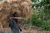 Un campesino transporta la paja que ha segado en la carretera que lleva de Wukro a Mekele. Wukro y Wukro Cherkos. Wukro es una ciudad de tamaño medio situada entre Adigrat y Mekele y muy conveniente como centro desde donde explorar esta rica y fascinante parte del Tigray. Su iglesia excavada en la roca Wukro Cherkos es definitivamente la mas accesible del Tigray y una de las mas impresionantes, aunque no llega a ser monolítica. 