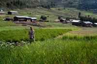 Campos de arroz situados en la carretera que lleva de Mekele a Lalibela. Mekele o Mek’ele es una ciudad y un woreda del norte de Etiopía, constituye la capital de la Región Tigray y es la 5 más poblada del país. Está ubicada en el woreda Enderta, en la Zona Debubawi, a 650 kilómetros al norte de Adís Abeba, la capital del país. Mekele es uno de los principales centros económicos y universitarios del país. Constituye, además, el principal productor de cemento de Etiopía. 