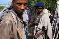 Varios campesinos cortan las cañas de azúcar situadas en la carretera que lleva de Wukro a Mekele. En Wukro, situada en la región del Tigray, al norte de Etiopía, conviven más de 35.000 personas, que llegan a 100.000 si se suman los pequeños poblados y aldeas del área rural. La ciudad ofrece pocos atractivos para el visitante, salvo algunas de las más impresionantes iglesias excavadas en la roca que pueden localizarse en los alrededores. Poco más, porque en Wukro el único signo de progreso es una carretera, paso habitual de camiones de mercancías, de vehículos militares y de autocares atiborrados de pasajeros, que atraviesa y divide la ciudad en su camino de Mekele a Adigrat (las dos principales ciudades del Tigray).