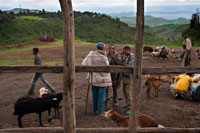 En el mercado de Lalibela se puede conseguir cualquier cosa, animales, ropa, comida, etc. En un lugar aparte, un mercado al aire libre, caótico, grande y lleno de bullicio, concentra la actividad de la gente. Ganado, telas, cazuelas, adornos, sastres, hortalizas, frutas, recipientes de plástico... se mezclan entre el ir y venir de los que compran, charlan o miran. La ciudad gira en buena parte alrededor de la actividad religiosa y vive también de los forasteros atraídos por ella. Numerosas tiendecillas de recuerdos y de productos artesanos tientan a los visitantes con una oferta parecida en todas ellas: cruces, imitaciones de libros antiguos, copias de iconos, collares y pulseras, pequeñas tallas en madera...