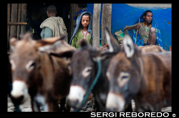 Ambiente rural junto a la entrada del sendero que lleva a Cataratas del Nilo Azul. Unos burros atados a un poste con la atenta mirada de una niña que parece poseída. EL Nilo en su viaje hacia el mar parte desde Uganda y Kenia lo que se ha llamado como el Nilo Blanco y desde Etiopía lo que se ha llamado como el Nilo Azul. Estos dos cauces se unen en la ciudad de Khartoum, la capital sudanesa para atravesar el desierto dirigiéndose hacia Egipto pasando por la región de Nubia donde llega a su máximo esplendor, allí uno se sumerge en el mundo faraónico de las pirámides, de los sarcófagos, de los templos como el de Abu Simbel y donde atravesando las grandes ciudades como Lúxor y El Cairo el Nilo llegará finalmente a la mítica ciudad de Alejandría donde se mezclará con el Mediterráneo gracias a un inmenso delta.  También es un río por el que han pasado y convivido, pero por desgracia no siempre de manera pacífica, las grandes religiones como el judaísmo, el cristianismo y el islamismo. Éstas también han dejado su sello a lo largo del fastuoso río. Destacan el núcleo cristiano de El Cairo, la gran biblioteca que los cristianos concentraron en Alejandría, el desierto como el lugar del nacimiento del monacato y de la ascesis, los monasterios coptos… 