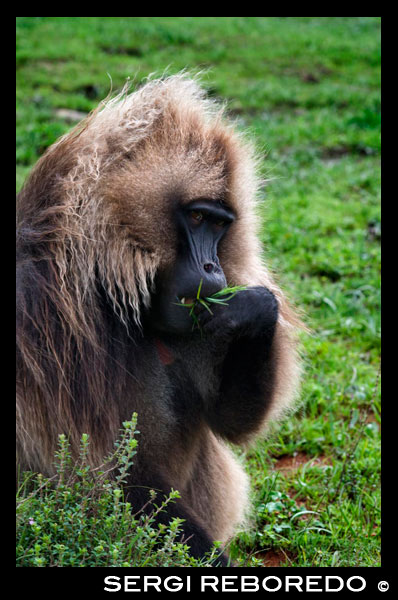 El gelada (Theropithecus gelada) és una espècie de primat catarrino de la família Cercopithecidae endèmica de les terres altes d'Etiòpia. Igual que els babuins, són terrestres i passen el temps alimentant-se en les prades. Alguns autors inclouen el gelada dins del gènere Papio, però des de 1979 se li ha inclòs en un altre gènere separat, Theropithecus. Theropithecus gelada és l'única espècie vivent, encara que es coneixen com a mínim dos llinatges separats en el registre fòssil. Tot i que els geladas estan restringits avui a Etiòpia, es coneixen fòssils del gènere procedents de Sud-àfrica, Malawi, República Democràtica del Congo, Tanzània, Uganda, Kenya, Etiòpia, Algèria, Marroc, Espanya i l'Índia. Pot distingir-se dels babuins per la pell de vius colors en el seu pit. La taca està poc definida i, en els mascles, està tenyida de vermell i envoltada de pèl blanc. En les femelles, la taca està bastant menys pronunciada. No obstant això, quan fa calor, la taca de les femelles es torna brillant i esquitxada de butllofes. Aquest procés és similar a la inflor de les natges durant l'estro, alguna cosa comú en els babuins.