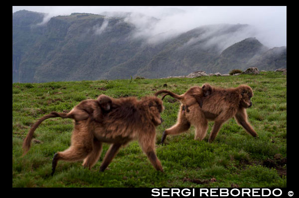 Los babuinos Gelada son unos monos endémicos de las montañas Simien, o sea que solo se dan en esta región del norte de Etiopía. Son monos peludos y los machos se distinguen de las hembras por una mancha en forma de corazón roja que tienen en el pecho. No son nada violentos y te puedes acercar a ellos si no haces mucho ruido, la verdad que son un verdadero encanto, sobre todos los pequeños que son llevados a lomos de las hembras.