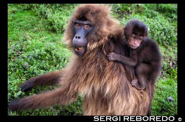 En Simien no sólo habitan los babuinos Gelada. También es territorio propicio para otras dos especies endémicas: el chacal de Simien y el íbice de Abisinia, una cabra montesa de poderosa cornamenta. De éstos, mucho más cautos, no vimos ninguno. Los babuinos, sin embargo, nos acompañaron durante casi todo el recorrido. No es de extrañar, teniendo en cuenta que aquí viven casi 8.000. A veces los veías, despiojándose con parsimonia en solidaria hermandad, otras los intuías y, a menudo, escuchabas sólo sus gruñidos guturales. El macho dominante dirigía la orquesta (los babuinos son tremendamente gregarios y están habituados a seguir al jefe de la manada). Alzado sobre sus patas traseras, se encaramaba a una piedra desplegando toda su autoridad ante sus congéneres y, de paso, auscultaba nuestros movimientos y nos recordaba que estábamos en su territorio.  Gelada hembra. Los geladas viven en pequeños grupos compuestos por un macho, varias hembras y sus crías. Estas pequeñas bandas se unen con otras para alimentarse, formando grupos de hasta 350 individuos. Ocasionalmente se ha visto reunidos a más de 650 geladas alimentándose, formando subgrupos más pequeños entre ellos dentro de ese conjunto. Los geladas se alimentan preferentemente de hierbas, comiéndose la planta entera, incluidas semillas, raíces y tallos. Tienen los pulgares oponibles más desarrollados de los monos del Viejo Mundo, lo que les permite separar con gran destreza las hierbas para encontrar las partes más nutritivas. Se sabe que también comen fruta en alguna ocasión. A pesar de que no se les considera una especie amenazada, se cree que sólo existen unos 50-60.000 geladas. La caza y la destrucción de su hábitat han forzado a los geladas a penetrar en las áreas habitadas por los papiones oliva y se han observado casos de hibridación entre ambos grupos. Además, en la parte más al sur de la meseta de Amhara, los geladas machos son muertos cada dos años para utilizar sus melenas en las ceremonias de bienvenida a la madurez. La pérdida de la mayor parte de la población de machos adultos de forma regular ha trastornado la estabilidad poblacional de la especie.