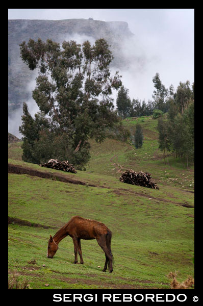 Un caballo pasta en un valle de las montañas de Simien. Puede que no vaya tan desencaminado. Las montañas Simien (que en amárico significa «Norte»), Patrimonio de la Humanidad de la Unesco, con sus 180 kilómetros cuadrados de singular belleza, es territorio de los endémicos babuinos gelada. Para el excursionista, comprobar cómo manadas de hasta 400 individuos de estos monos deambulan a una altura que oscila entre los 2 mil y 4 mil metros, es una emocionante vivencia. Conocidos como mono de león, que atañe directamente a su frondosa melena, su presencia es un clásico por estas latitudes. Conviven en el espacio y tiempo con otras sorpresas: la cabra montés de Abisinia (walia), el lobo etíope (menos numeroso) o el antílope saltarrocas. La riqueza de la zona (amén de la proliferación de aves) se completa con una majestuosa flora donde no podemos olvidarnos de la endémica Lobelya rhynchopetalum. Con una profusión de alicientes de tanto calibre, no es de extrañar que la cámara fotográfica funcione sin cesar. 