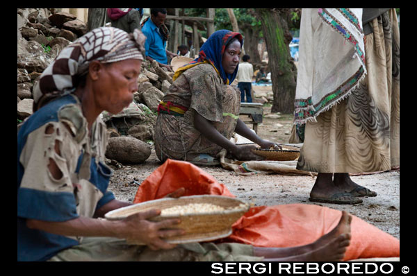 Algunas mujeres criban los granos de cereales en la aldea de Atba.  El Teff, el cereal llegado de Etiopía. El teff es un cereal con muchísimo futuro ya que como veremos en este artículo tiene unas ventajas nutricionales fuera de serie que lo hacen especial. Origen del teff Etiopía es el lugar de origen de este cereal de grano muy pequeño y color marrón oscuro el cual se cultiva desde hace más de 5000 años. Es uno de sus cultivos mas importante y utilizados en su dieta por este país De su grano se obtiene la harina, con la que elaboran la "Ingera" un tipo de tortilla grande que se acompaña al "wot" un guiso típico de Etiopía.  El teff se ha comenzado a cultivar y comercializar en otros países a nivel mundial debido a su fácil adaptación a terrenos áridos y su rapidez de crecimiento. Propiedades del teff. Alto valor nutricional, siendo muy superior a otros cereales como el trigo o la cebada, proporcionando una energía vital inmediata y duradera. Cereal libre de gluten. Lo que le hace ideal para dietas con intolerancia al trigo o dietas para celíacos. Rico en carbohidratos de liberación lenta o degradación lenta, por lo que es muy adecuado para deportistas de alto rendimiento  que tienen una necesidad rápida y prolongada de hidratos de carbono. El teff también es muy conveniente para personas que padecen diabetes del tipo II controlando los niveles de glucosa en sangre o para personas con sobrepeso que quieren controlar su peso, con un alto poder saciante y regulador del apetito. Alto contenido en fibra y gran digestibilidad. Contiene una gran proporción de almidón que se puede ingerir lentamente, por lo que es muy adecuado para una estimulación de la flora natural actuando como si de un probiótico se tratara. Rico en minerales libres como el Ca, Mg, Mn y K que ayudan en la recuperación rápida después de un esfuerzo físico o desgaste mental. Destaca su contenido en Calcio recomendado en procesos de descalcificación, osteoporosis y en el crecimiento infantil. Fuente de 8 aminoácidos esenciales, destacando la lisina, inexistente o escasa en algunos cereales como el trigo o la cebada. La lisina es muy importante, por que intervienen en el proceso metabólico del Calcio ayudando al Calcio a que pase del torrente sanguíneo a la estructura ósea. Información nutricional del teff (por 100 g. de harina)