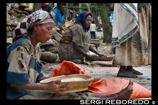 Some women screened in cereal grains ATBA village. The Teff, the grain arrived from Ethiopia. Teff is a cereal with great future as we will see in this article has some nutritional benefits off the charts that make it special. Source Ethiopia teff is the origin of this very small grain cereal, brown in color which has been cultivated for over 5000 years. One of their most important crops and used in your diet by this country of its grain flour is obtained, with which made the "ingera" a large tortilla type that accompanies the "wot" a typical dish of Ethiopia. Teff has begun to grow and market in other countries around the world due to its easy adaptation to arid and its rapid growth. Properties teff. High nutritional value, being far superior to other cereals such as wheat or barley, providing immediate and lasting life energy. Gluten-free cereal. What makes it ideal for diets with intolerance to wheat or gluten-free diets. Rich in carbohydrate degradation slow release or slow, making it very suitable for high-performance sportsmen have a quick and prolonged need for carbohydrates. Teff is also very convenient for people with type II diabetes by controlling blood glucose levels or for overweight people who want to control their weight, with a high satiating power and appetite regulator. High in fiber and highly digestible. Contains a high proportion of starch that can be ingested slowly, making it very suitable for stimulation of the natural flora of acting as if it were a probiotic. Rich in minerals free as Ca, Mg, Mn and K that help in quick recovery after physical exertion or mental exhaustion. Stresses its calcium content recommended descaling process, osteoporosis and child growth. Source of eight essential amino acids, lysine highlighting, absent or scarce in some cereals such as wheat or barley. Lysine is very important, involved in the metabolic process of Calcium Calcium helping to pass from the bloodstream into the bone structure. Teff nutritional information (per 100 g. Flour)