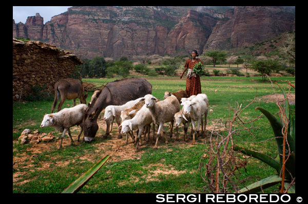 Una campesina pasea a su ganado en la planicie de las montañas de Gheralta. En el núcleo de Tigray, la región del norte de Etiopía, famosa por su magnífica cadena de montañas, hogar de magníficas iglesias rupestres, algunas famosas por su arquitectura, pinturas y manuscritos antiguos y otros conocidos por su magnífica vista, se encuentra el Gheralta Lodge. A este territorio se le conoce cómo el museo a cielo abierto pues hay muchísimas iglesias excavadas en la roca. El paisaje es espectacular y cada vez más desértico conforme se va subiendo, además de la visita a la espectacular iglesia de Wukro Chircos que sobresale de un acantilado. En Gueralta hay unas 35 iglesias enclavadas en lugares casi imposibles.