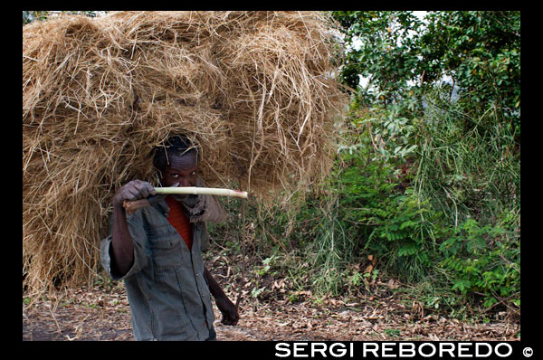 Un campesino transporta la paja que ha segado en la carretera que lleva de Wukro a Mekele. Wukro y Wukro Cherkos. Wukro es una ciudad de tamaño medio situada entre Adigrat y Mekele y muy conveniente como centro desde donde explorar esta rica y fascinante parte del Tigray. Su iglesia excavada en la roca Wukro Cherkos es definitivamente la mas accesible del Tigray y una de las mas impresionantes, aunque no llega a ser monolítica. Mekele La capital del Tigray, Mekele ha sido descrita por una reciente guía sobre Etiopía (1995) ,como la ciudad “ mas elegante y de mas rápido desarrollo” de todo el país. Los lugares de mayor interés son el mercado, donde pueden verse comerciantes trayendo barras de sal a camello desde el desierto de Danakil; el museo de Yohannes IV, y la raramente verde villa de Chekelot (17 Km al sur de Mekele) con su iglesia de Selassie.