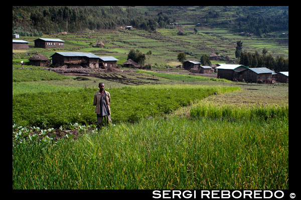 Campos de arroz situados en la carretera que lleva de Mekele a Lalibela. Mekele o Mek’ele es una ciudad y un woreda del norte de Etiopía, constituye la capital de la Región Tigray y es la 5 más poblada del país. Está ubicada en el woreda Enderta, en la Zona Debubawi, a 650 kilómetros al norte de Adís Abeba, la capital del país. Mekele es uno de los principales centros económicos y universitarios del país. Constituye, además, el principal productor de cemento de Etiopía. En sus márgenes, recientemente, se habilitó el Aeropuerto Internacional Alula Aba, el cual cuenta con una pista de despegue de 3604 metros de longitud. La ciudad destaca también, por la presencia de numerosas iglesias ortodoxas etíopes.De acuerdo a la estimación de población de 2005 de la Agencia Central de Estadística de Etiopía la ciudad poseía 169.207 habitantes.