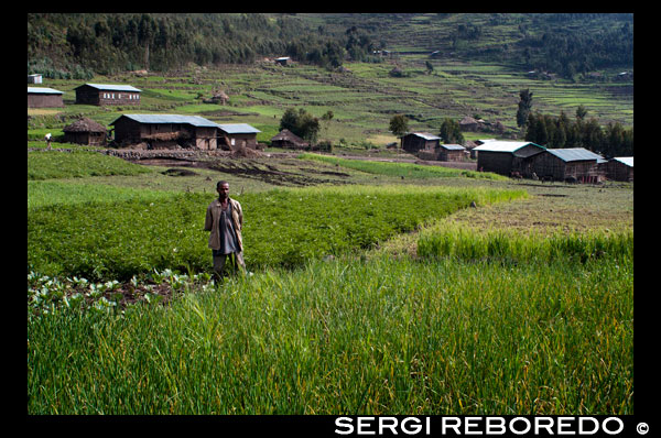 Camps d'arròs situats a la carretera que porta de Mekele a Lalibela. Mekele o Mek'ele és una ciutat i un woreda del nord d'Etiòpia, constitueix la capital de la Regió Tigray i és la 5 més poblada del país. Està ubicada al woreda Enderta, a la Zona Debubawi, a 650 quilòmetres al nord d'Addis Abeba, la capital del país. Mekele és un dels principals centres econòmics i universitaris del país. Constitueix, a més, el principal productor de ciment d'Etiòpia. En els seus marges, recentment, es va habilitar l'Aeroport Internacional álula Aba, el qual compta amb una pista d'enlairament de 3604 metres de longitud. La ciutat destaca també, per la presència de nombroses esglésies ortodoxes etíopes.De acord a l'estimació de població de 2005 de l'Agència Central d'Estadística d'Etiòpia la ciutat posseïa 169.207 habitants.