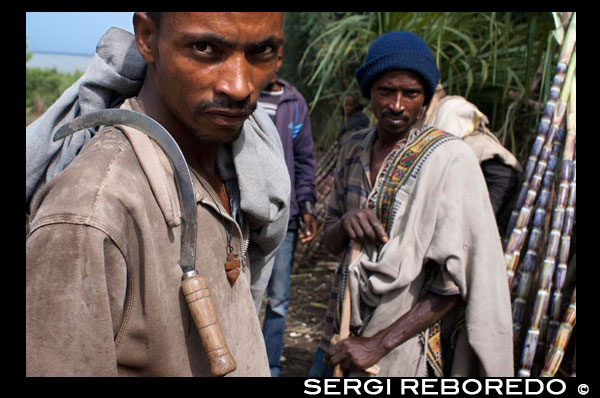 Several farmers cut sugar canes located on the road leading from Wukro to Mekele. In Wukro, located in the region of Tigray, northern Ethiopia, where more than 35,000 people, who come to 100,000 if you add up the small towns and rural villages. The city offers few attractions for visitors, except for some of the most impressive churches carved into the rock that can be located in the vicinity. Little more, because Wukro the only sign of progress is a road, passing trucks usual goods, military vehicles and buses crammed with passengers, which crosses the city and divides his way to Adigrat Mekele (the two main cities of Tigray). Life goes on either side of this road, where businesses of all kinds are mixed with the few government offices, with the occasional hotel and leisure property and small businesses of all types. The movement of people, at all hours, day and night, is also constant.